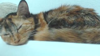 lana_rain webcamshow 11-20-2014