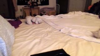 Gingerpeach 05242015