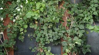 kateelife - outside orange swimsuit teasing