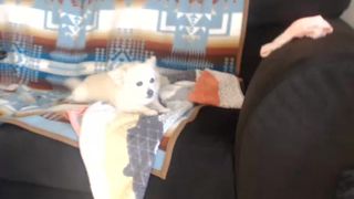 Sunny delight creamy