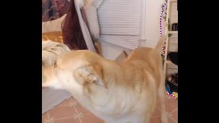 GingerPeach Blowjob and deepthroat