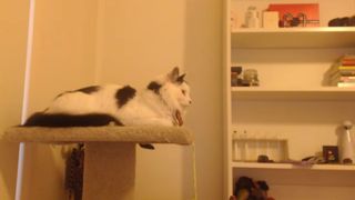 cyberbae1 - fantastic boobs