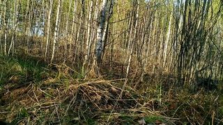 Outdoor Forest Blowjob | Gagging on Cock, Facial Cumshot, we were Caught*o*
