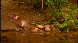 Pré Master de Amazônia - Marlene Flor (+18) - 13/01/1991
