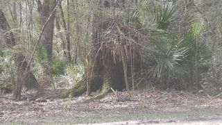 Florida Blonde Desire Striptease on Public Road gets Topless in Bikini