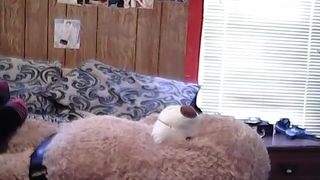My first Teddy Bear Fuck