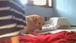 Lilrosiedoll Huge Dildo Insertion (2019-10-03)