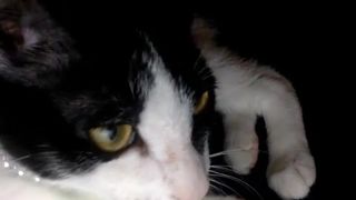 xoxo_melody w/ no shirt (anyone have any more?)