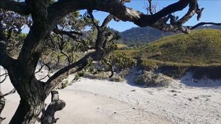 Forest_nymph - Island Adventure premium video