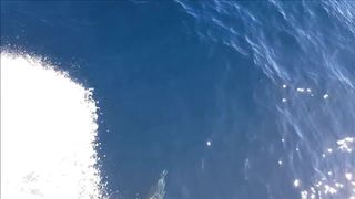 forestnymphmfc Island Adventure - PirateCams.com