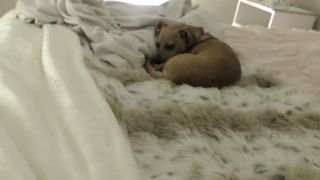 tiny_peasant / Tiny Vixen 090217