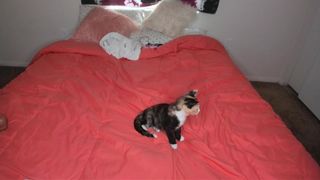 ravendevine 2019.09.13 cam