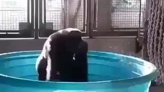 Hot babe dancing in pool