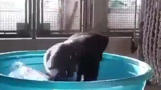 Hot babe dancing in pool