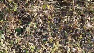 Intrigante66 webcam show 2020-01-05_15-10-52_224