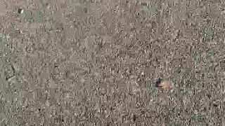 Intrigante66 webcam show 2020-01-05_14-53-37_593