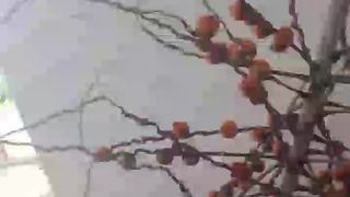 Gatadosul2 webcam show 2020-01-24_18-50-00_567