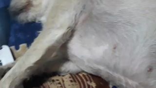 S4kurafubuki webcam show 2020-01-26_09-09-03_735