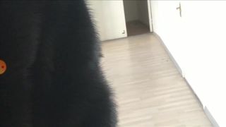 ShakiraLoca,Lira Shel 88