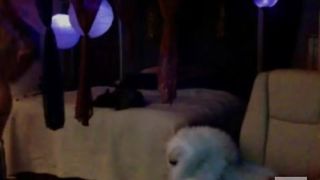 IndigoWild Wax Recording