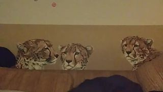 Kitten420 webcam show 2020-02-07_06-02-48_383