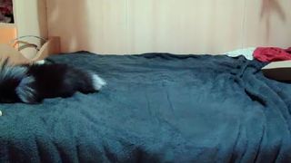 Beatrice303 webcam show 2020-02-25_20-46-42_558