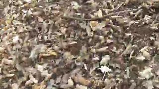 Intrigante66 webcam show 2020-03-04_16-05-39_387