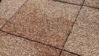 Intrigante66 webcam show 2020-03-16_14-32-58_751