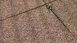 Intrigante66 webcam show 2020-03-13_16-54-25_341