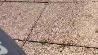 Intrigante66 webcam show 2020-03-29_14-06-00_713