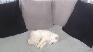 Framboise6 webcam show 2020-03-28_10-20-00_611