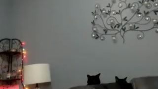 LEXIFOXX WEBCAM RECORDING