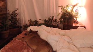 Zunny Body Paint and Bush