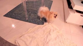 Paula_fer   2020-05-13