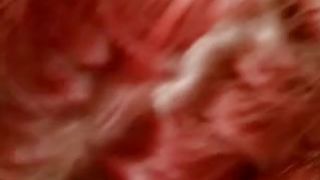 delfi holland peterete