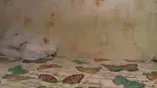 SexyTeam webcam show 2020-08-03 23-56-46 855