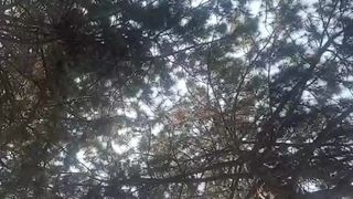 gija webcam show 2020-08-08 13-56-10 774