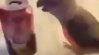 Birb is Rad