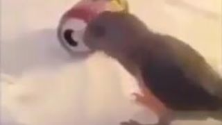 Birb is Rad