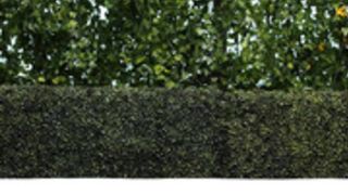 Lilian Stone - Provino