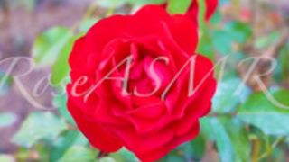 RoseASMR Earlicking Video