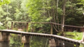 Milla - 2019.11.15 - Forest Selfie