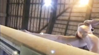 Claudia Presăcan - Gold Bird (2002)