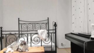 yuppiyulia erotic dance tits pussy