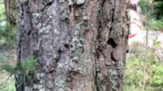 Mystery Eva playing in the woods