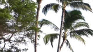 DM (2009) Golden Sun