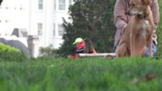 Perridotspalmtree public yoga