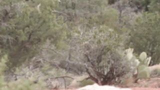 Carlotta Champagne - Sedona