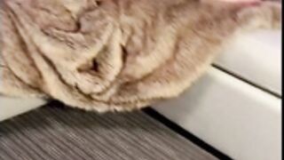 Lindi Nunziato Big Boobs