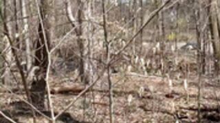 Danni Gee public woods flashing